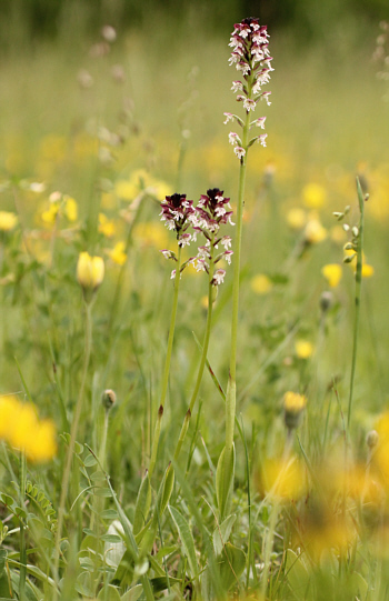 Orchis ustulata ssp. ustulata, Southern Baden.