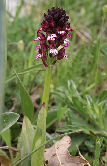 Orchis ustulata ssp. ustulata, Valle delle Monaco.