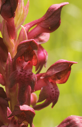 Orchis coriophora