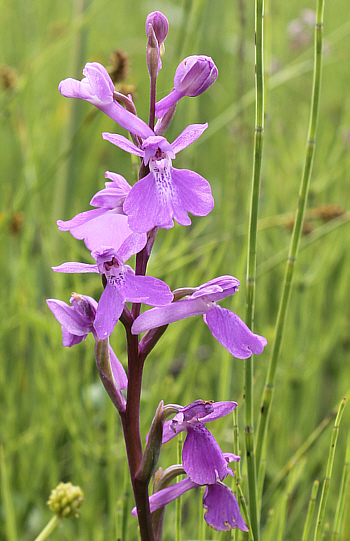 Orchis palustris