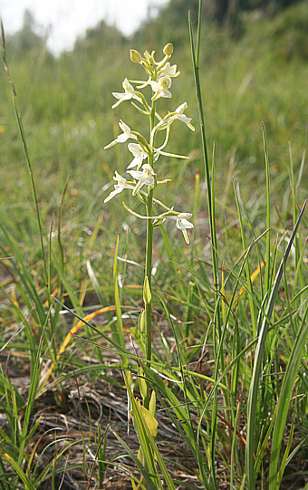 Platanthera bifolia, Grasisce.
