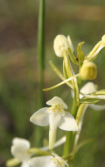 Platanthera bifolia, Grasisce.