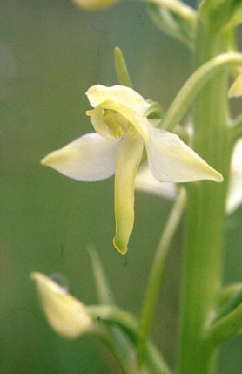 Platanthera bifolia, Rosenheim.