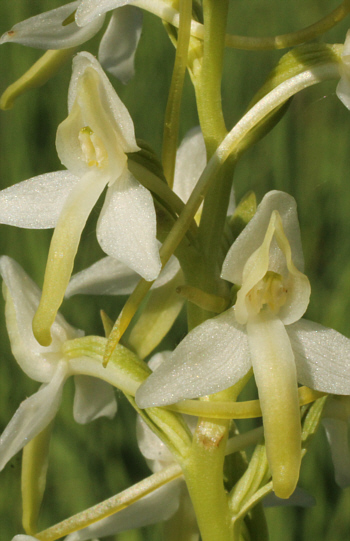 Platanthera bifolia, südl. Augsburg.