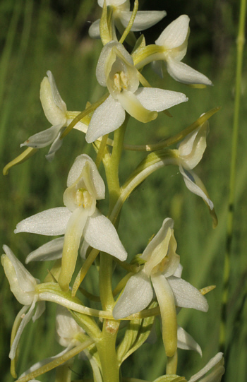 Platanthera bifolia, south of Augsburg.