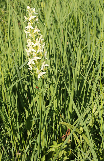 Platanthera bifolia, südl. Augsburg.