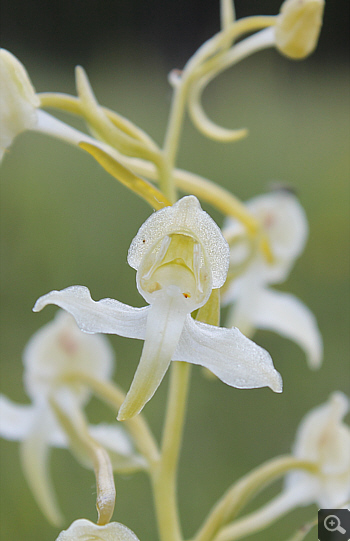 Platanthera chlorantha, district Heidenheim.