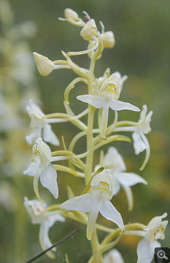 Platanthera chlorantha, Landkreis Heidenheim.