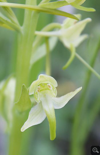 Platanthera chlorantha, Cervaro.