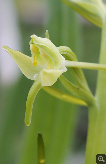 Platanthera chlorantha, Cervaro.