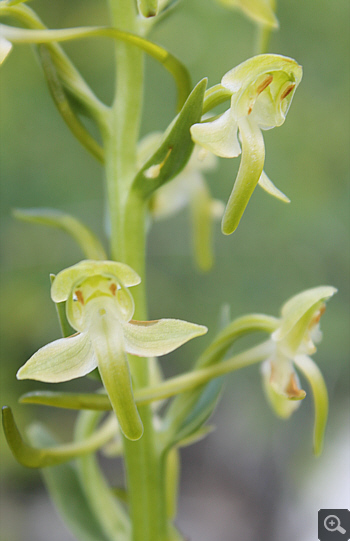 Platanthera chlorantha, Cervaro.