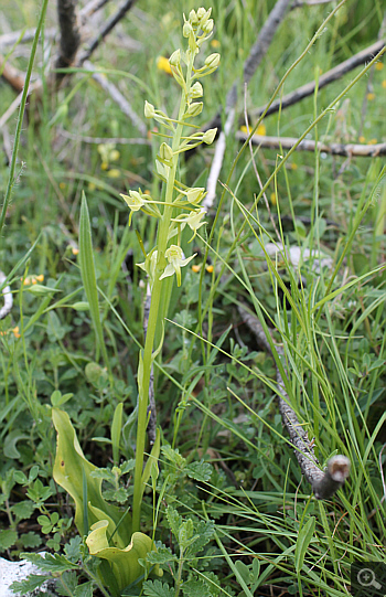 Platanthera chlorantha, Cervaro.