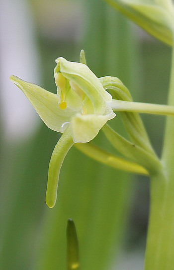 Platanthera chlorantha