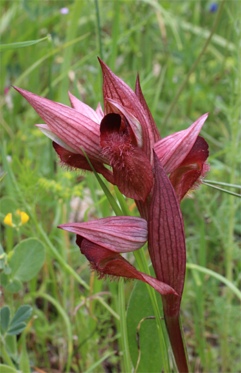 Serapias apulica, San Giovanni Rotondo.