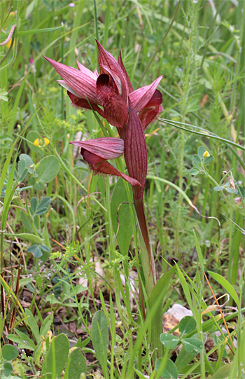 Serapias apulica, San Giovanni Rotondo.