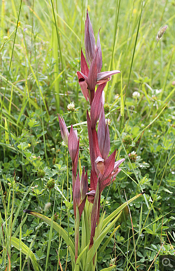 Serapias apulica, Rionero Sannitico.