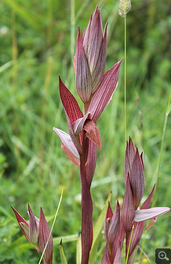 Serapias apulica, Rionero Sannitico.