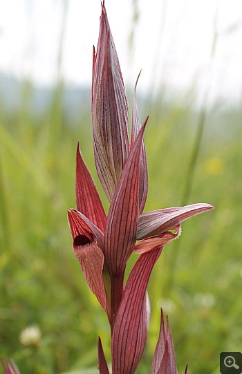 Serapias apulica, Rionero Sannitico.