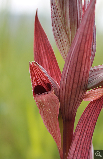 Serapias apulica, Rionero Sannitico.