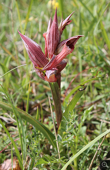 Serapias apulica, Rionero Sannitico.