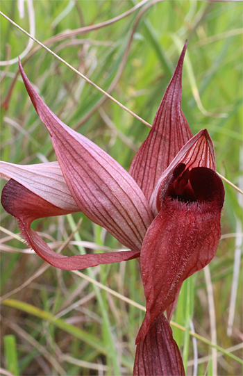 Serapias apulica, San Giovanni Rotondo.