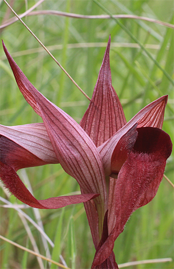 Serapias apulica, San Giovanni Rotondo.