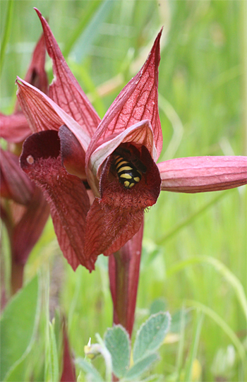 Serapias apulica, San Giovanni Rotondo.