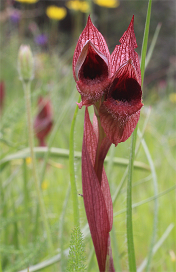 Serapias apulica, San Giovanni Rotondo.