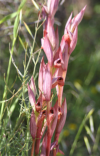 Serapias bergonii, Apollona.