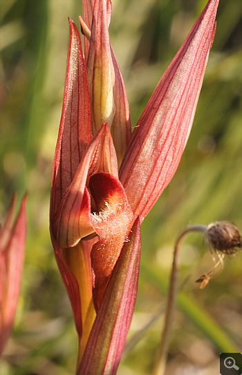 Serapias bergonii, Platanakia.