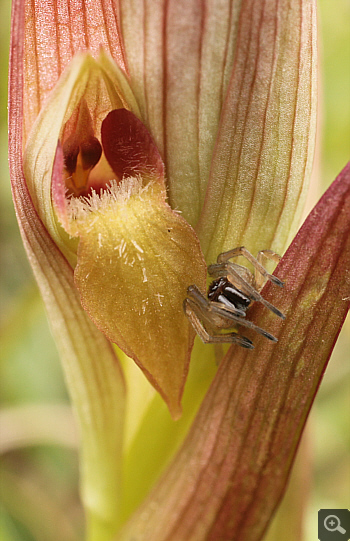 Serapias bergonii, Katsimpalis.