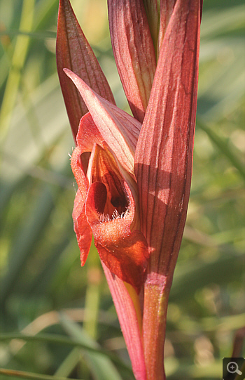 Serapias bergonii, Platanakia.