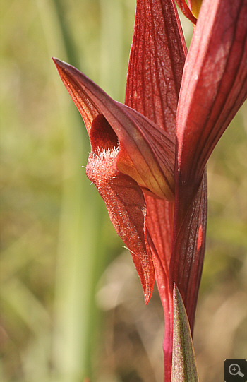 Serapias bergonii, Platanakia.