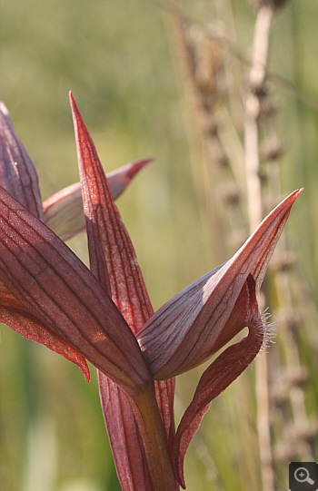 Serapias bergonii, Platanakia.