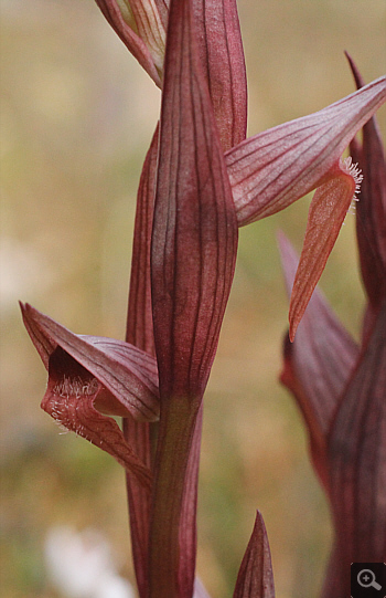 Serapias bergonii, Agios Christoforos.