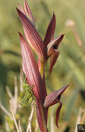 Serapias bergonii, Platanakia.