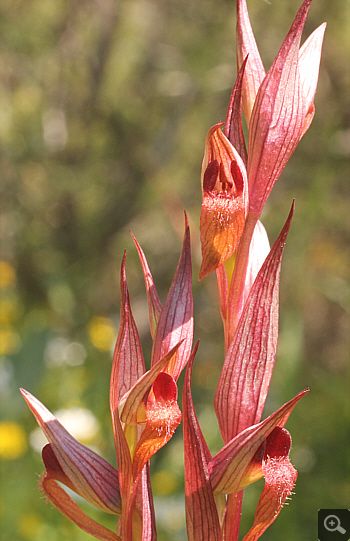 Serapias bergonii, Agia Marina.