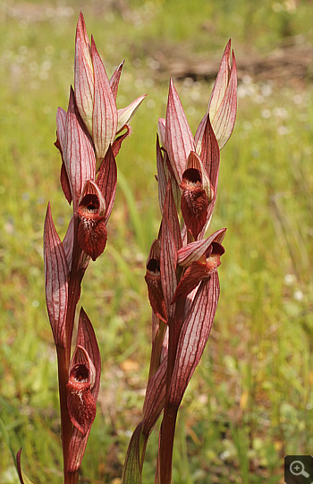 Serapias bergonii, Ampelokipi.