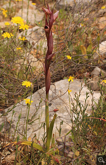 Serapias bergonii, Markopoulo.