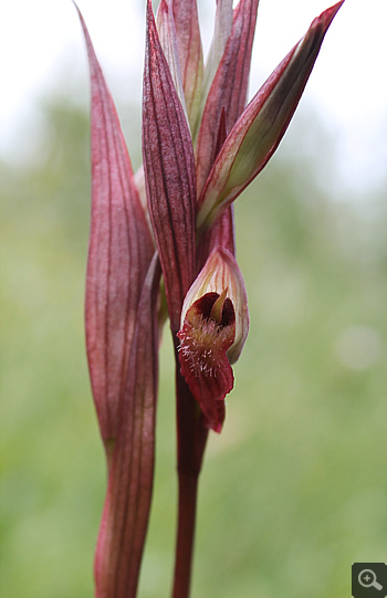 Serapias bergonii, Cervaro.