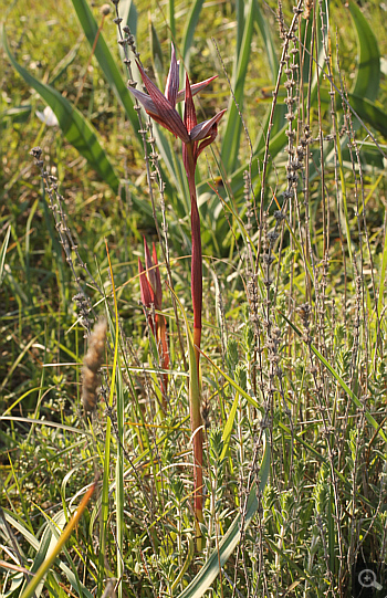 Serapias bergonii, Platanakia.