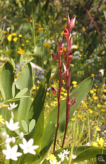 Serapias bergonii, Agia Marina.