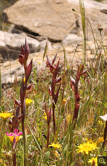 Serapias bergonii, Agia Marina.