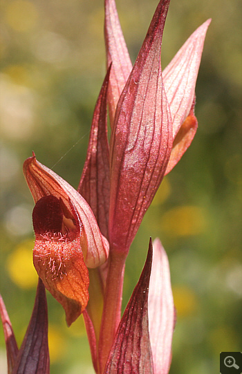 Serapias bergonii, Agia Marina.