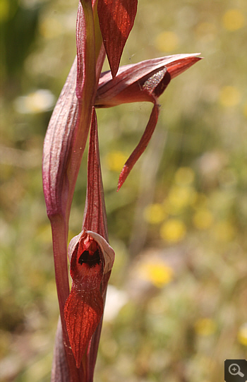 Serapias bergonii, Agia Marina.