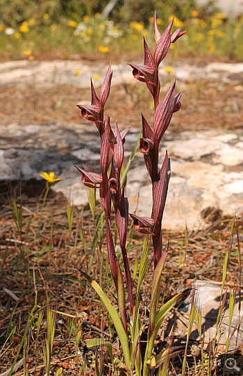 Serapias bergonii, Agia Marina.