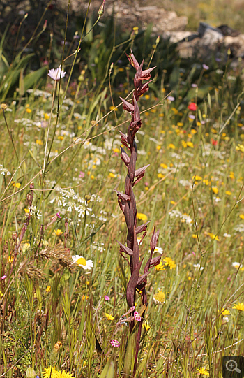 Serapias bergonii, Agia Marina.