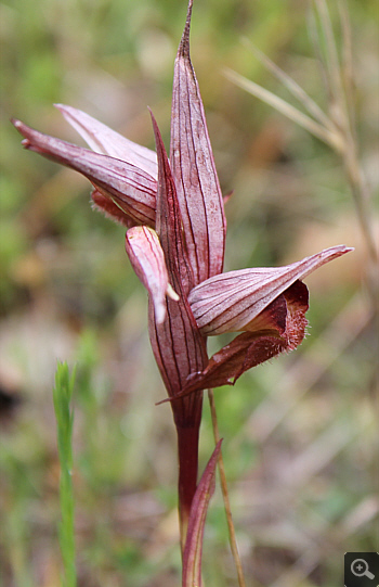 Serapias bergonii, Rionero Sannitico.