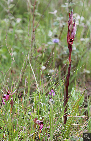 Serapias bergonii, Rionero Sannitico.