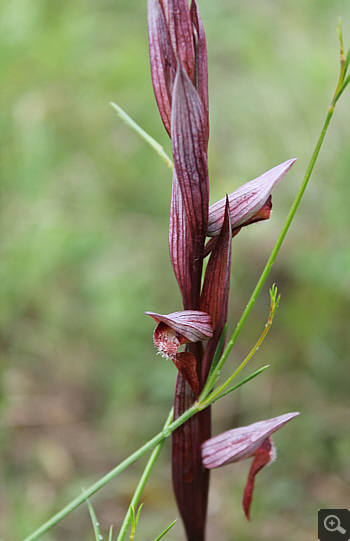 Serapias bergonii, Rionero Sannitico.